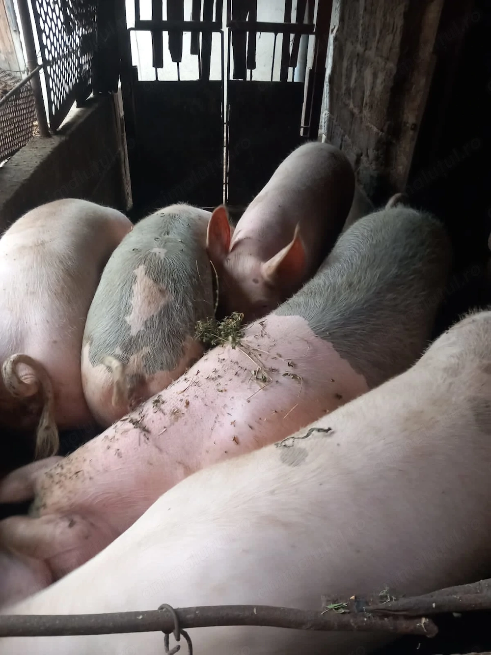 Porci de carne rasa landrace cu basna .