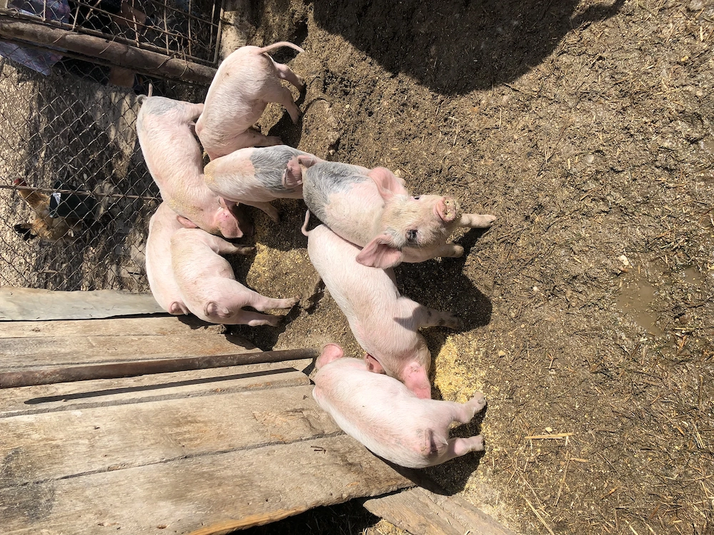Se vand in Valea Larga 6 bucati