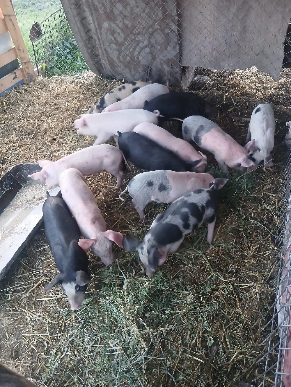 de vânzare 13 de bucăți castrați vaccinați mânca orice bobe faina etc 