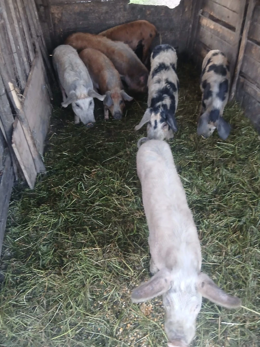 de vânzare 7 soldani de la 35 kg până la 60 kg unul 