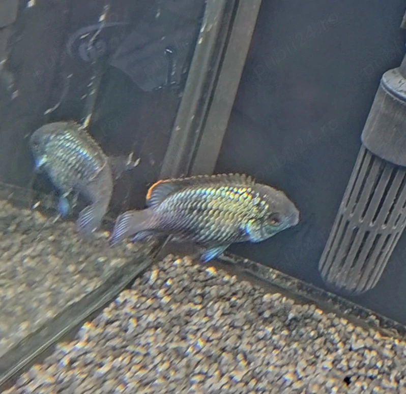 Vand 3 blue parrot fish + 1 acara elecric blue