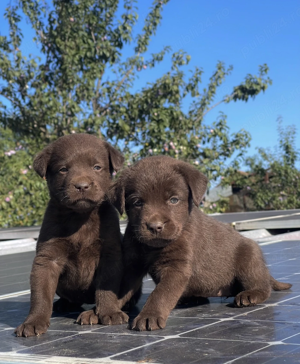 Căței Labrador ciocolatiu auriu negru 
