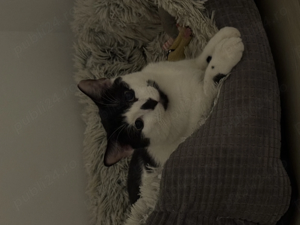 Fin, mascul castrat, blând și iubitor, pentru adopție 