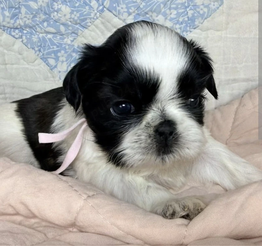 Shih-tzu talie mica