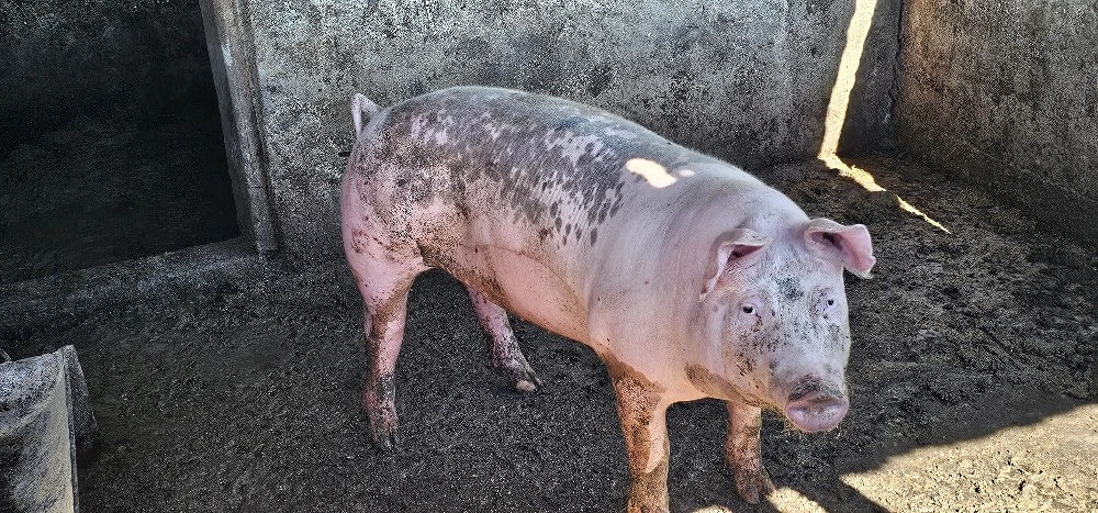 porci grasi