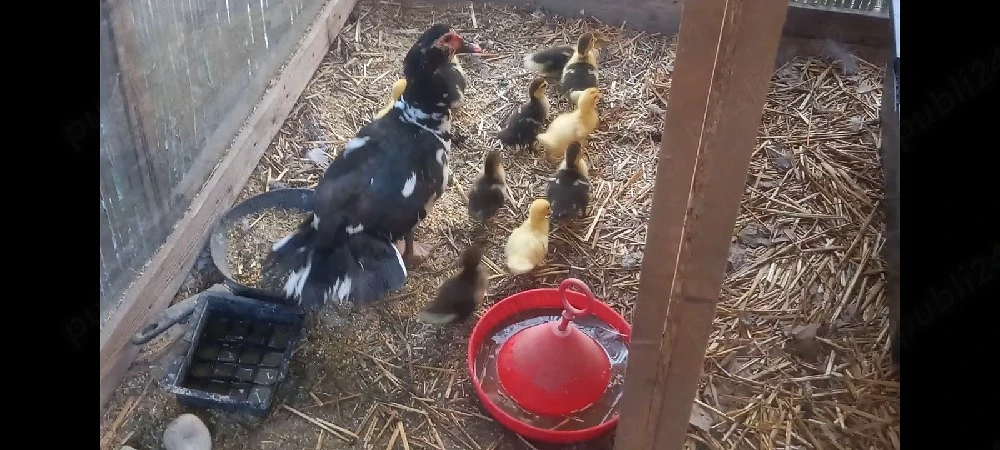 vand rațuste cu clota de la 20 lei. tel   