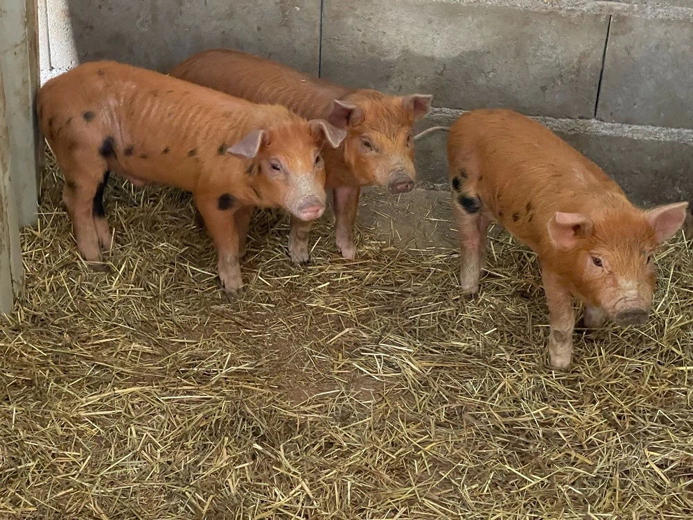 purcei duroc 
