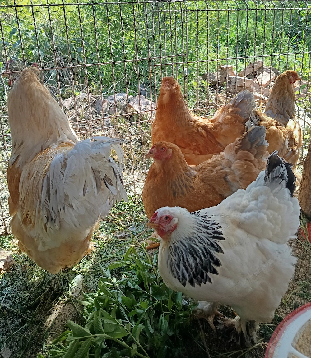 Găini brahma 