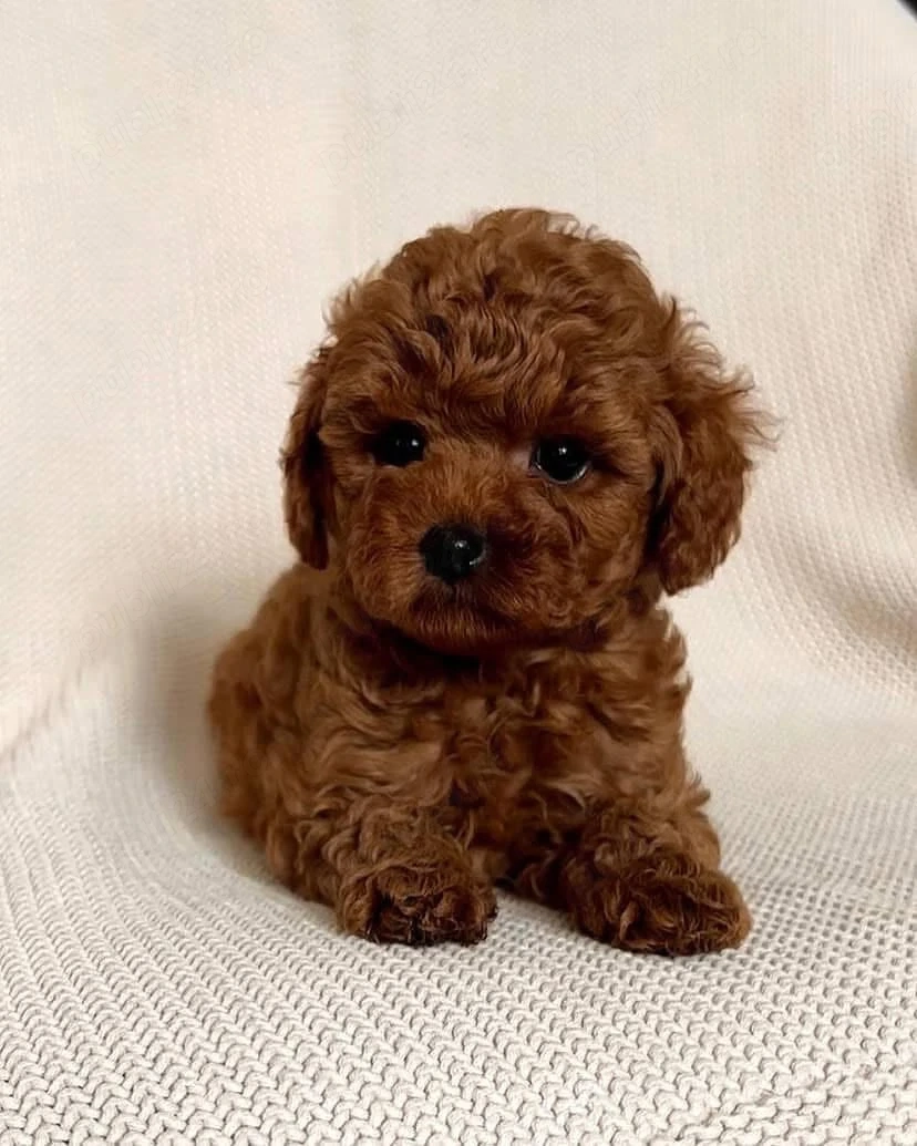 Catelusi Pudel Toy - Caniche Toy roscati de vanzare in Cluj Napoca, genetic pur. Livrare in tara!