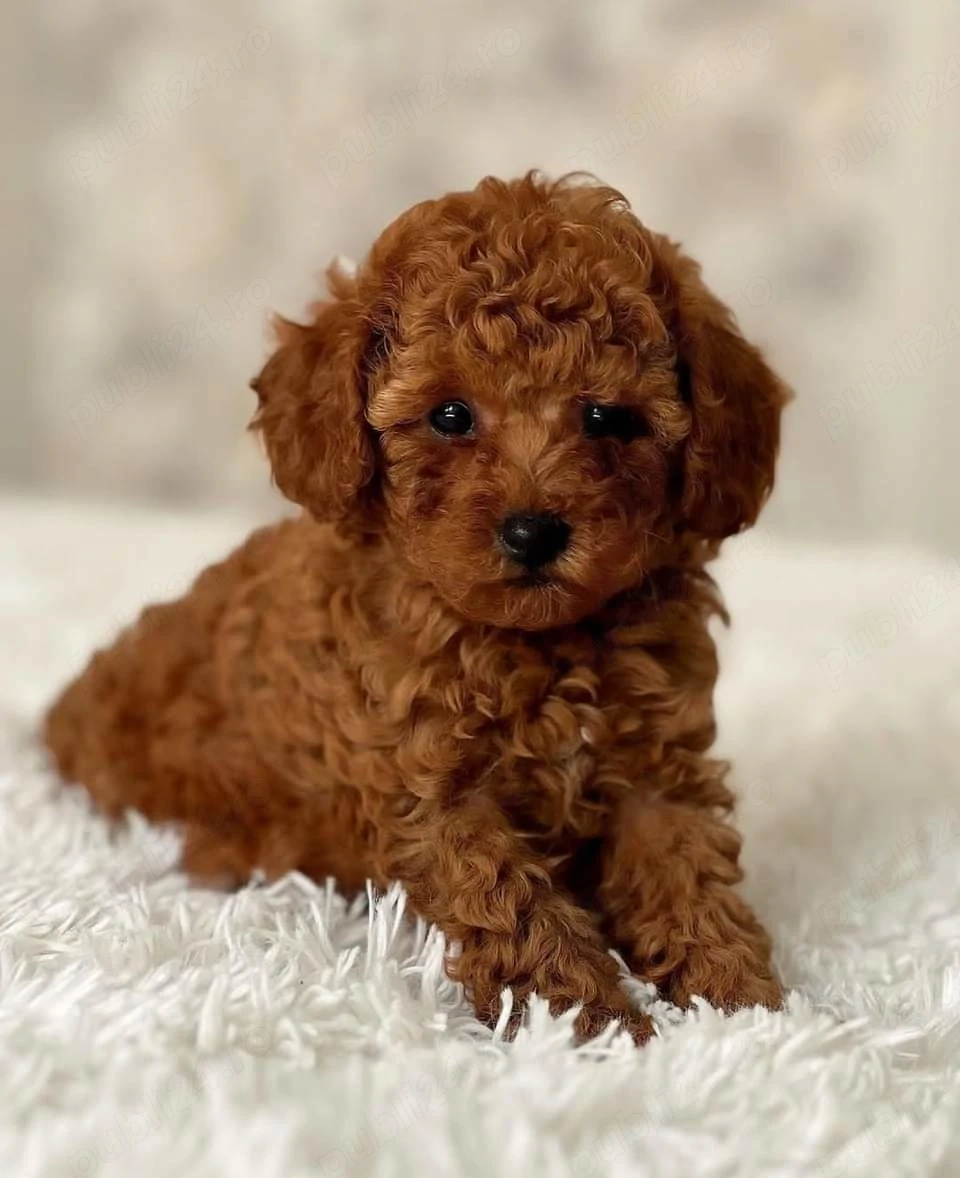 Catei Pudel Toy - Caniche - Poodle Toy roscat red de vanzare in Bucuresti! genetic pur! Livrare