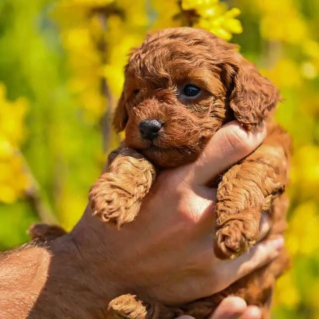 Vand catelusi Pudel Toy   Caniche Toy de vanzare in Targu Mures, roscat, apricot! Livrare in tara!