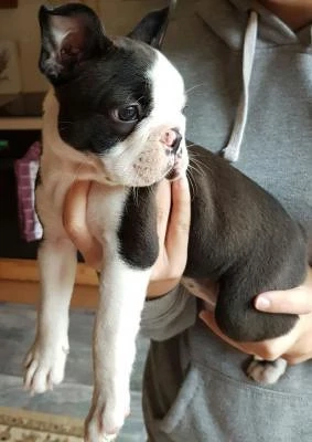 Pui de Boston Terrier pentru case noi