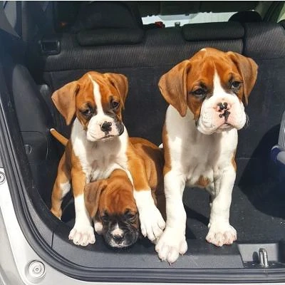 Pui Boxer Acești pui Boxer sunt 