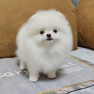 Căței Pomeranian disponibili