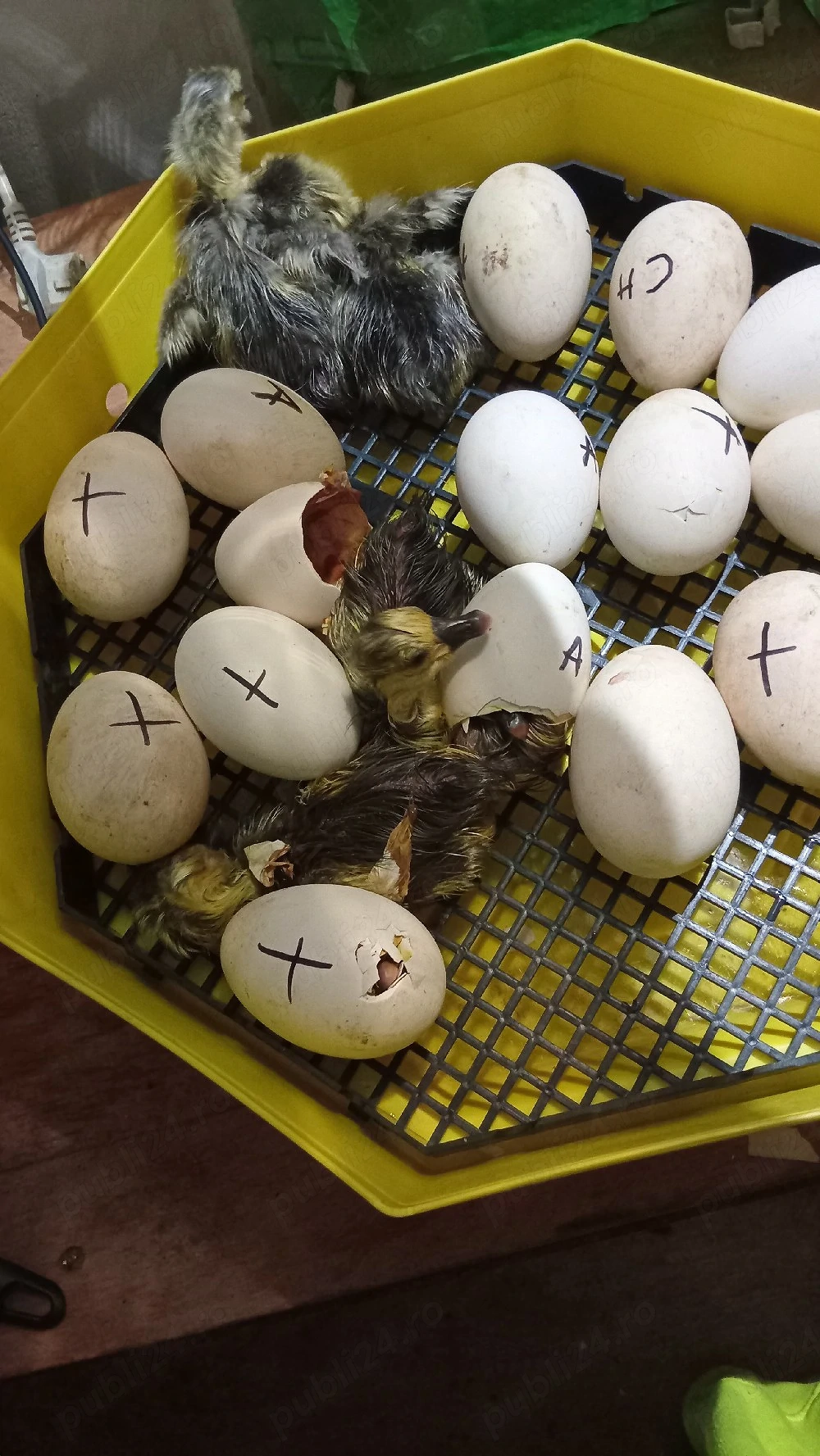 vănd boboci chinezesti găscâ
