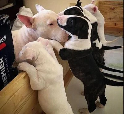 Pui de bull terrier înregistrați