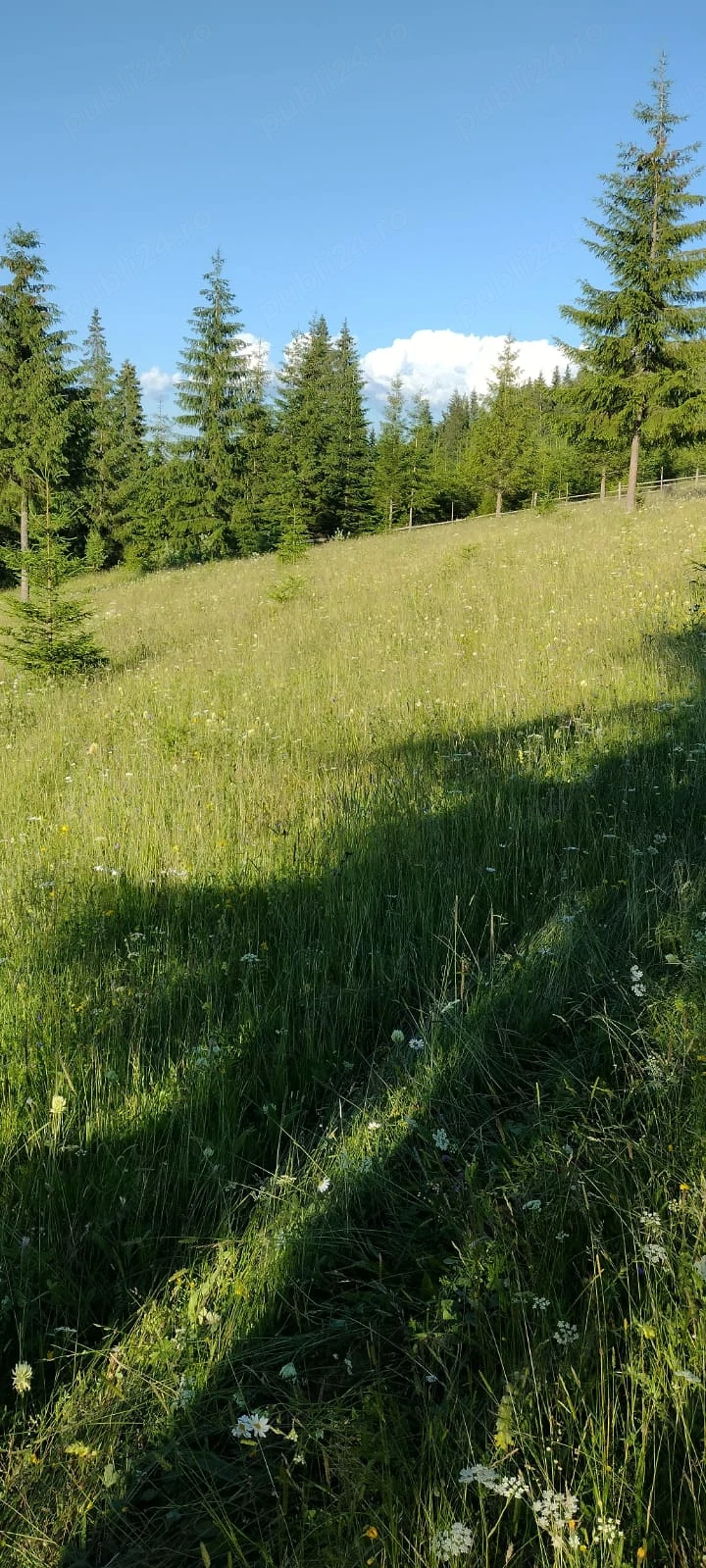 Vând teren cu căsuța în Bucovina, vino sa vezi și să te convingi 