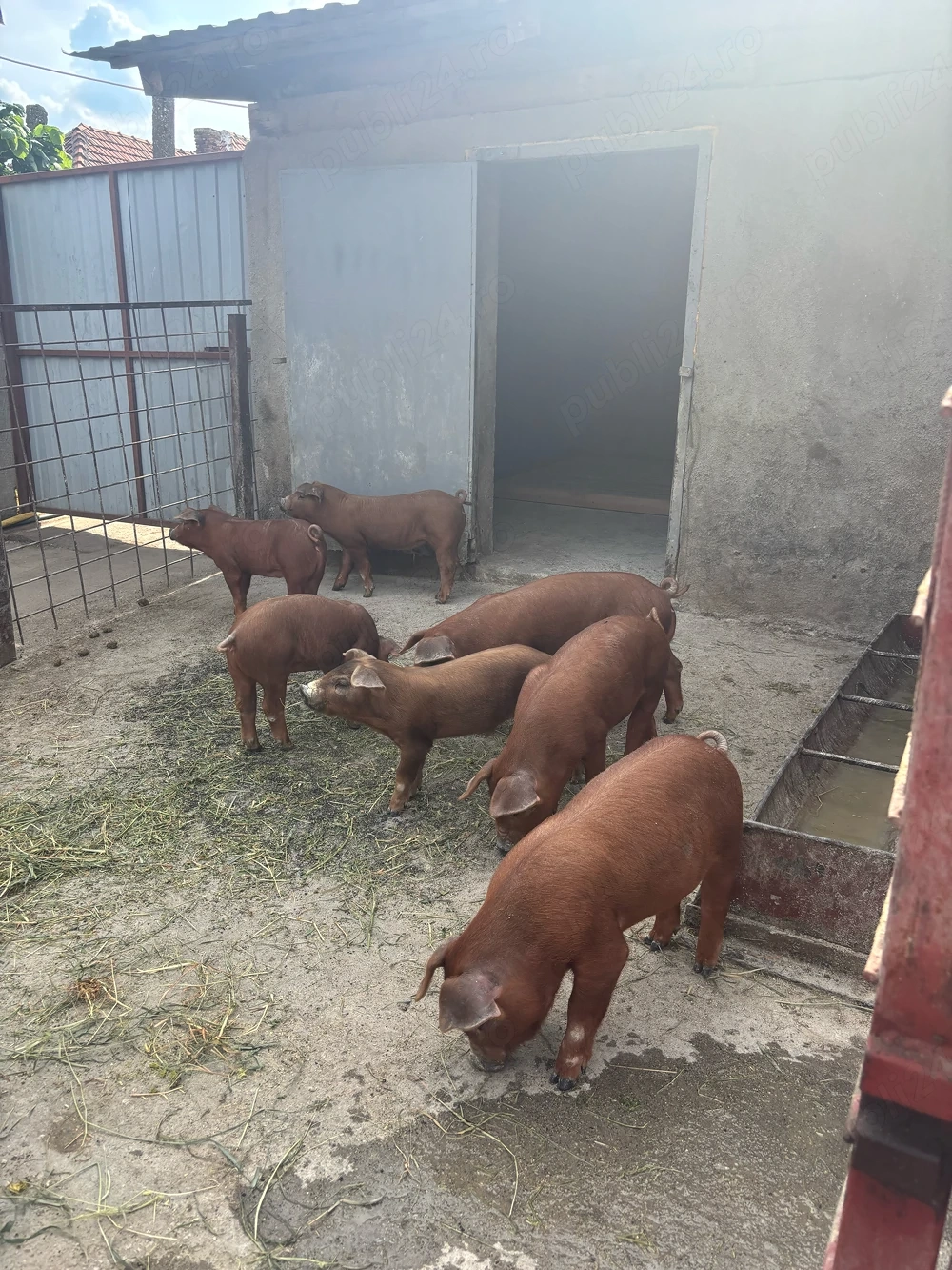 Purcei Duroc 