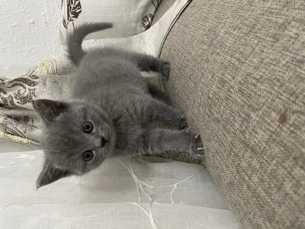  Disponibili puiuți British Shorthair Blue & British 