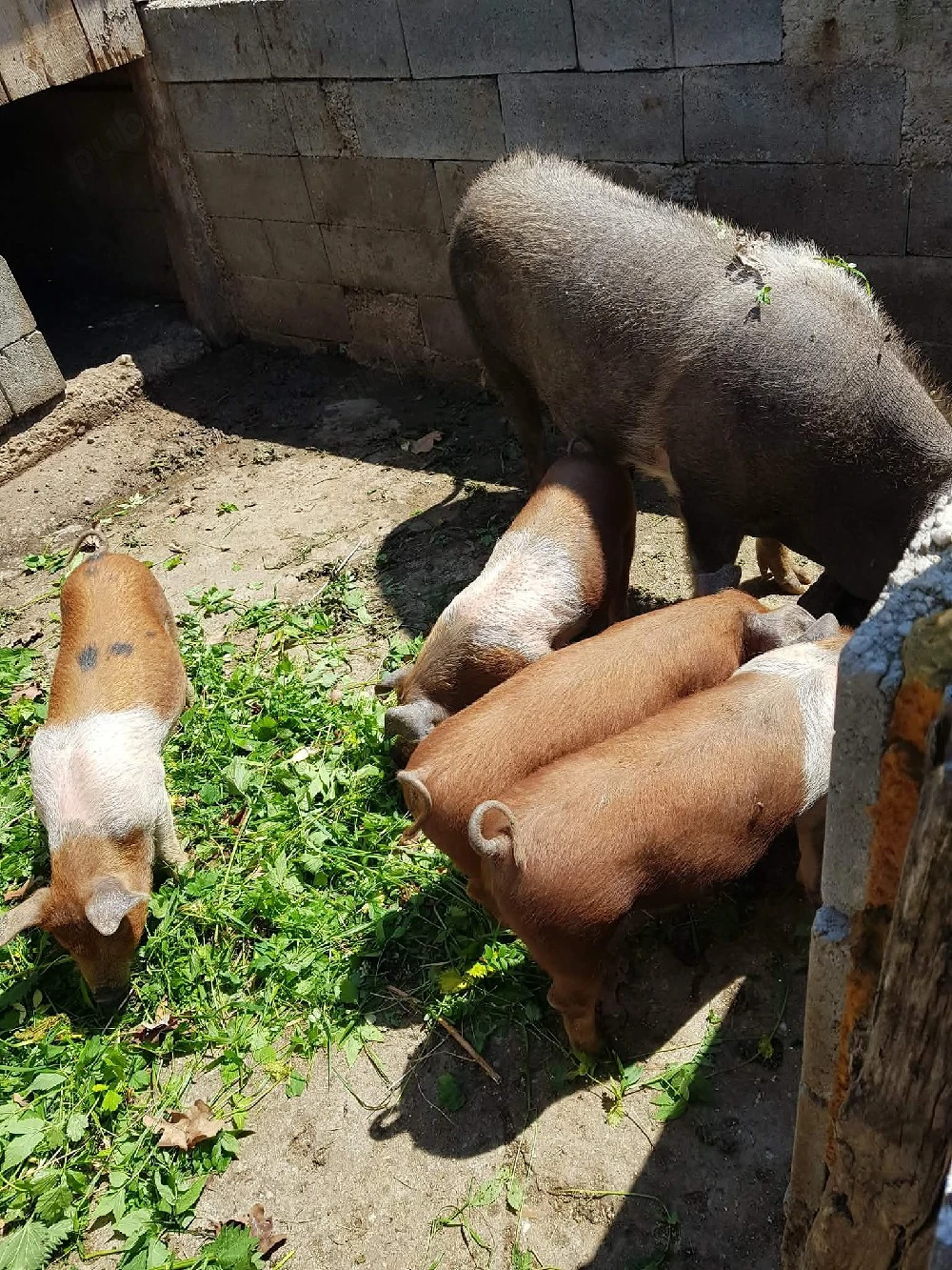vand porci pentru sacrificat si purcei 
