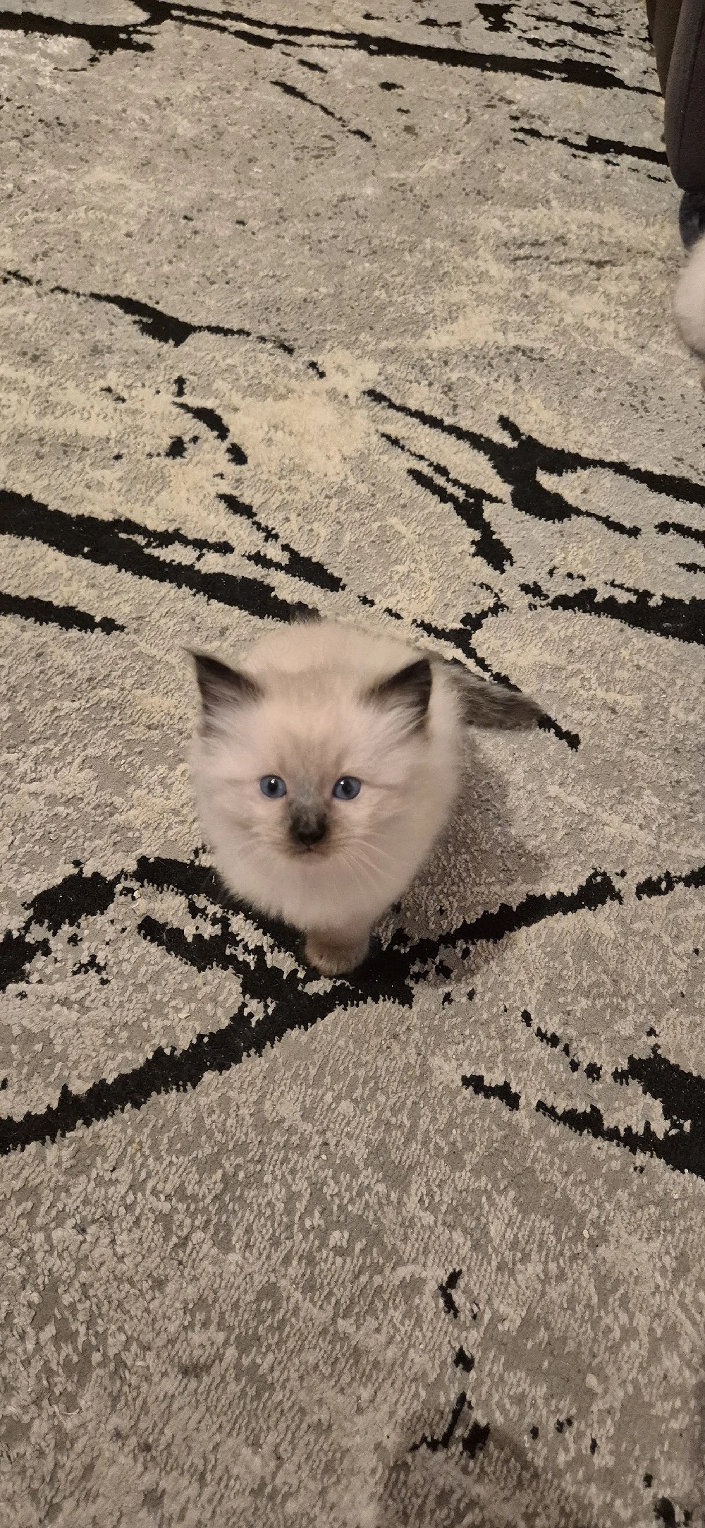 pui mici birmaneza pisica