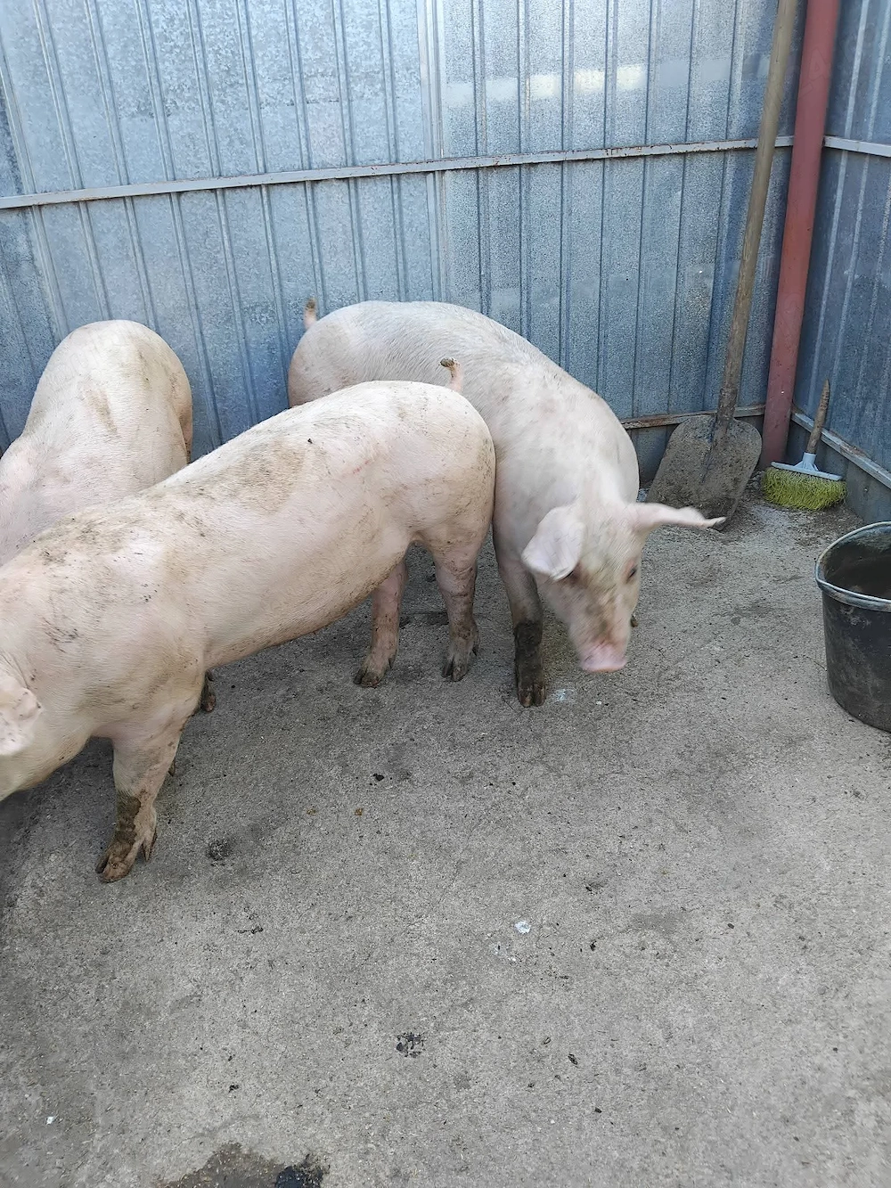 Grasuni și pirci disponibili