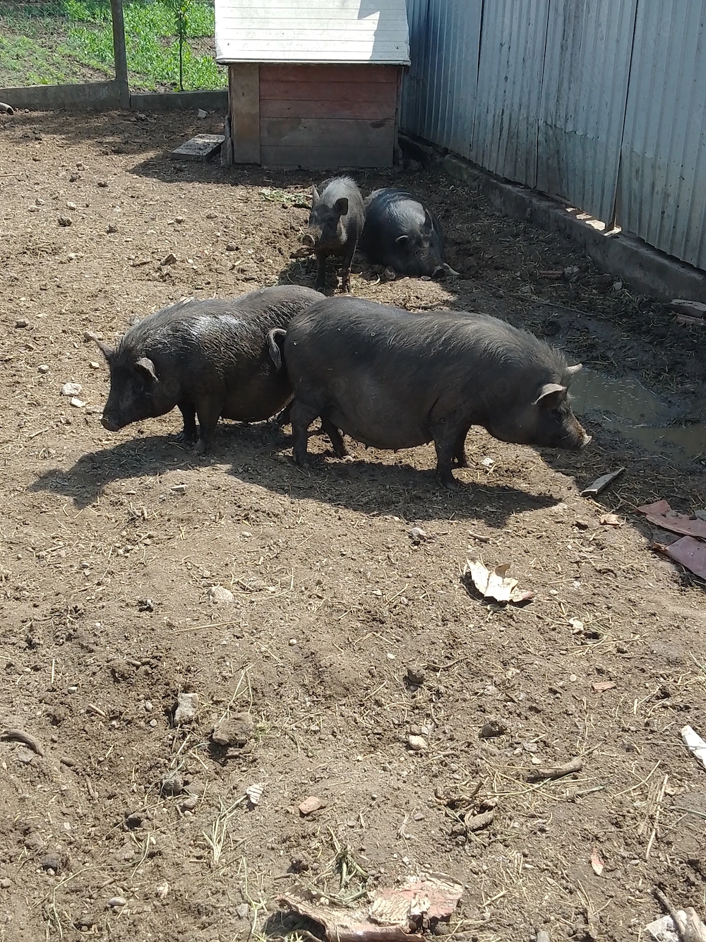 Porci vietnamezi &slănină afumată 