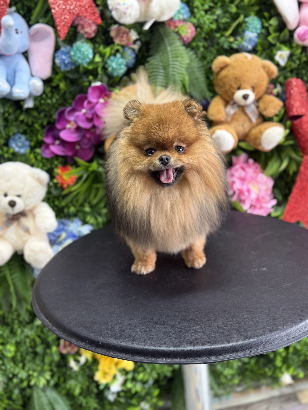 Pomeranian mascul mini toy
