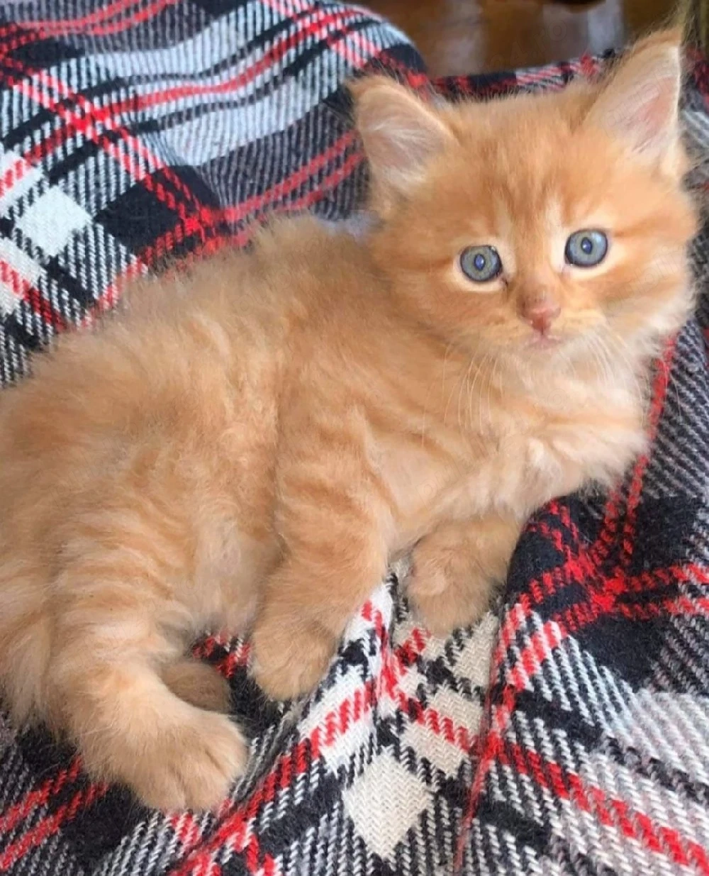 British Orange 