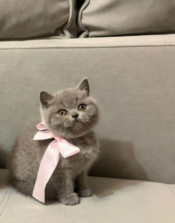 British Shorthaire Blue 