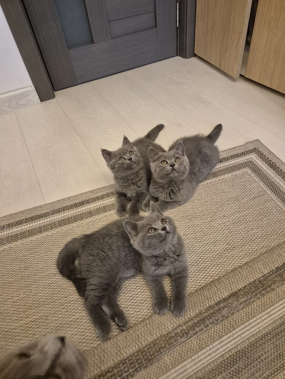 vand pui british Shorthair 