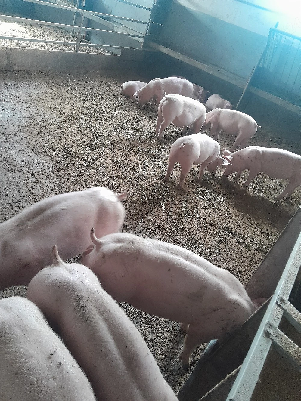 De vânzare purcei si porci mari 