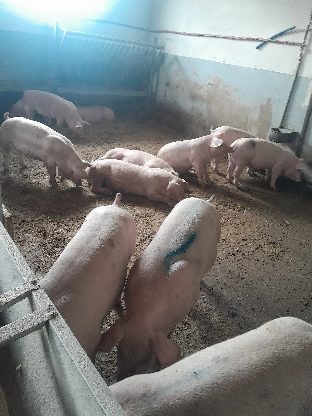 De vânzare purcei și porci mari 