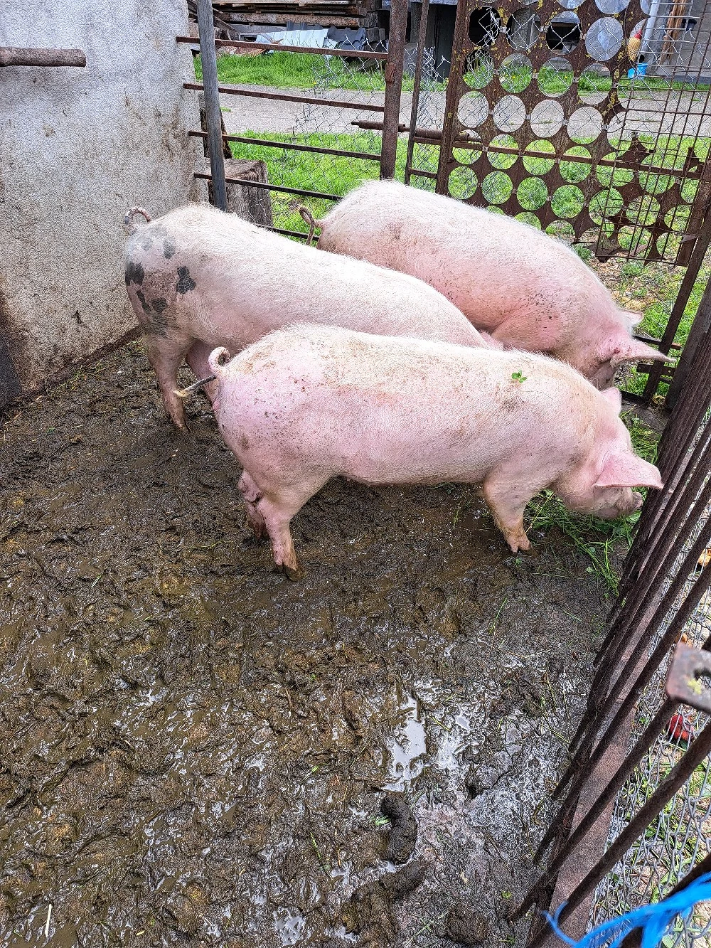 vand porci 