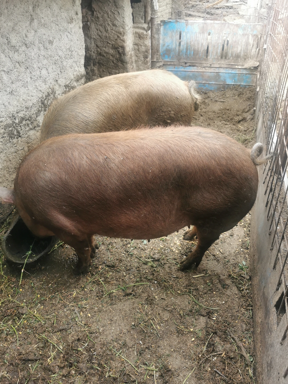 Vând două scroafe gestante 