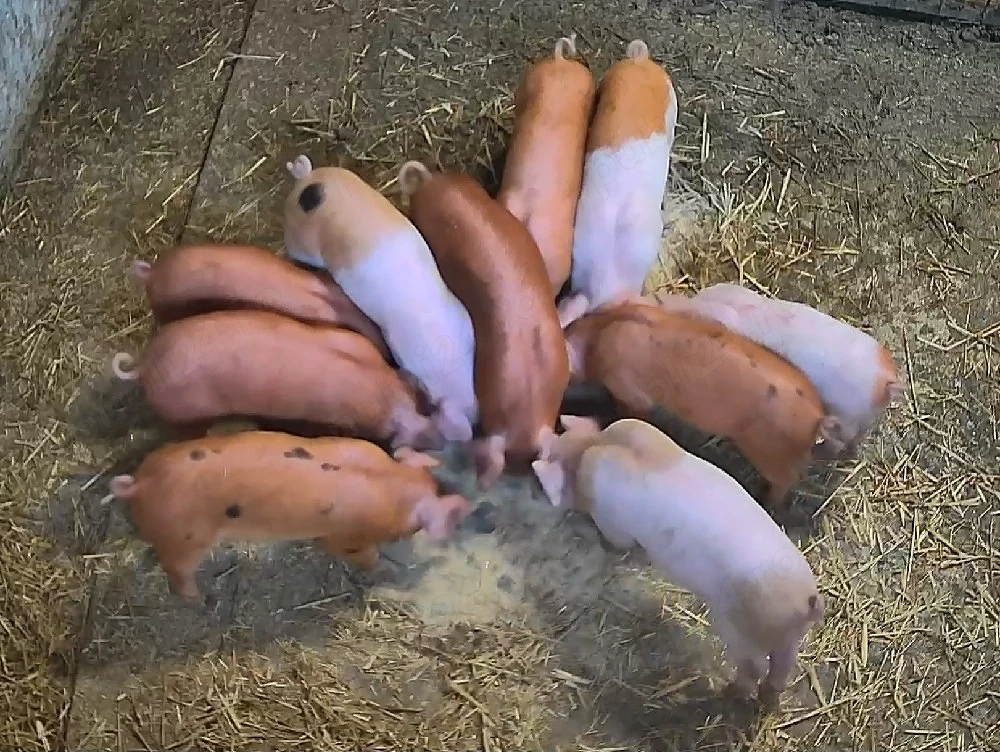 Purcei de vânzare..