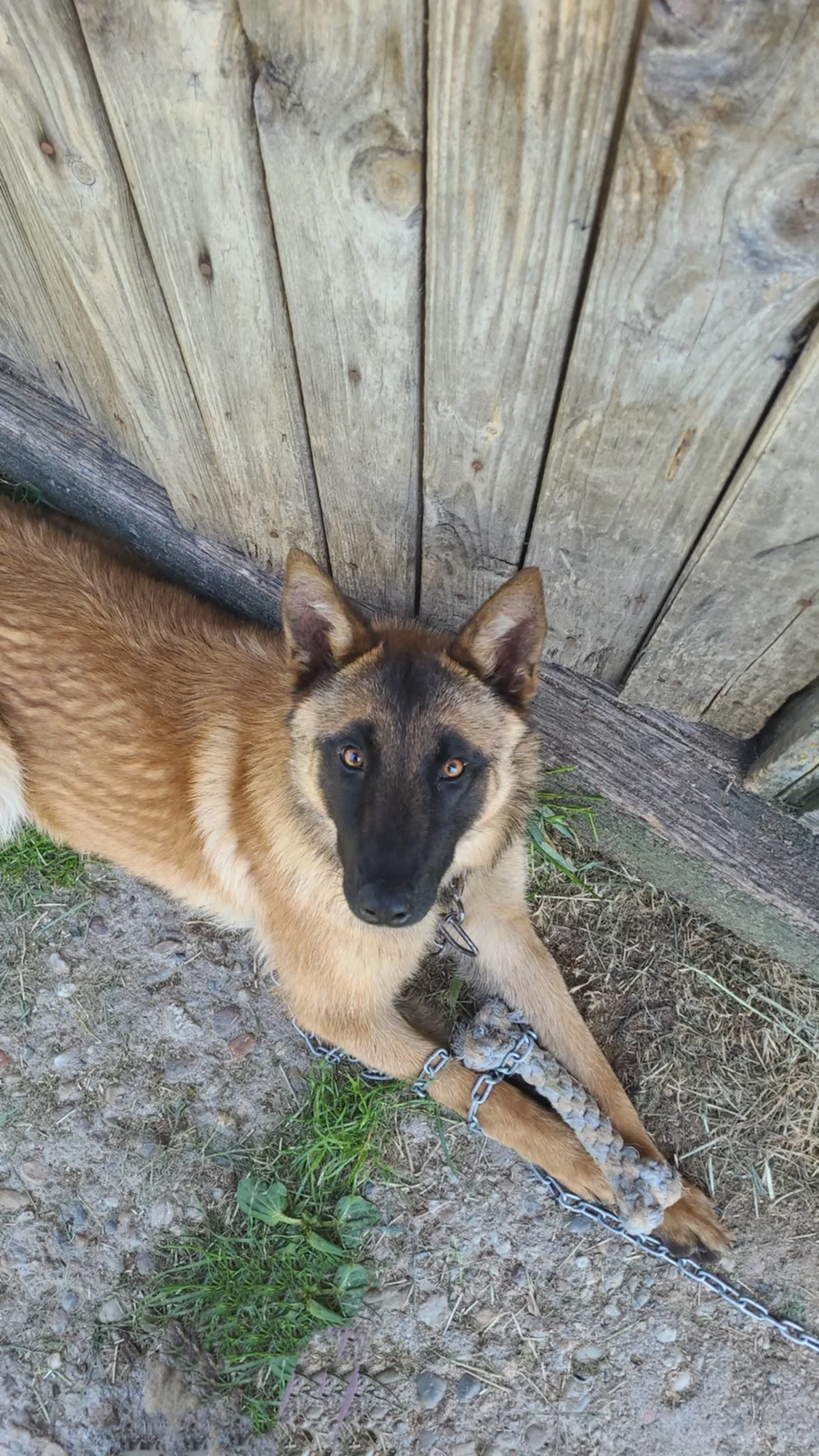 Donez pui de belgian malinois (metis)