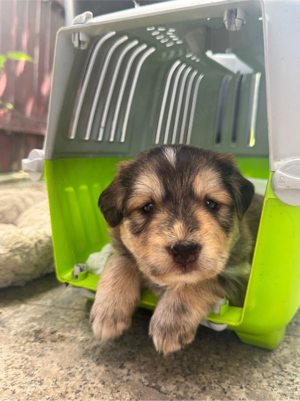 Adoptie responsabila pentru 3 puiuti de catel! 