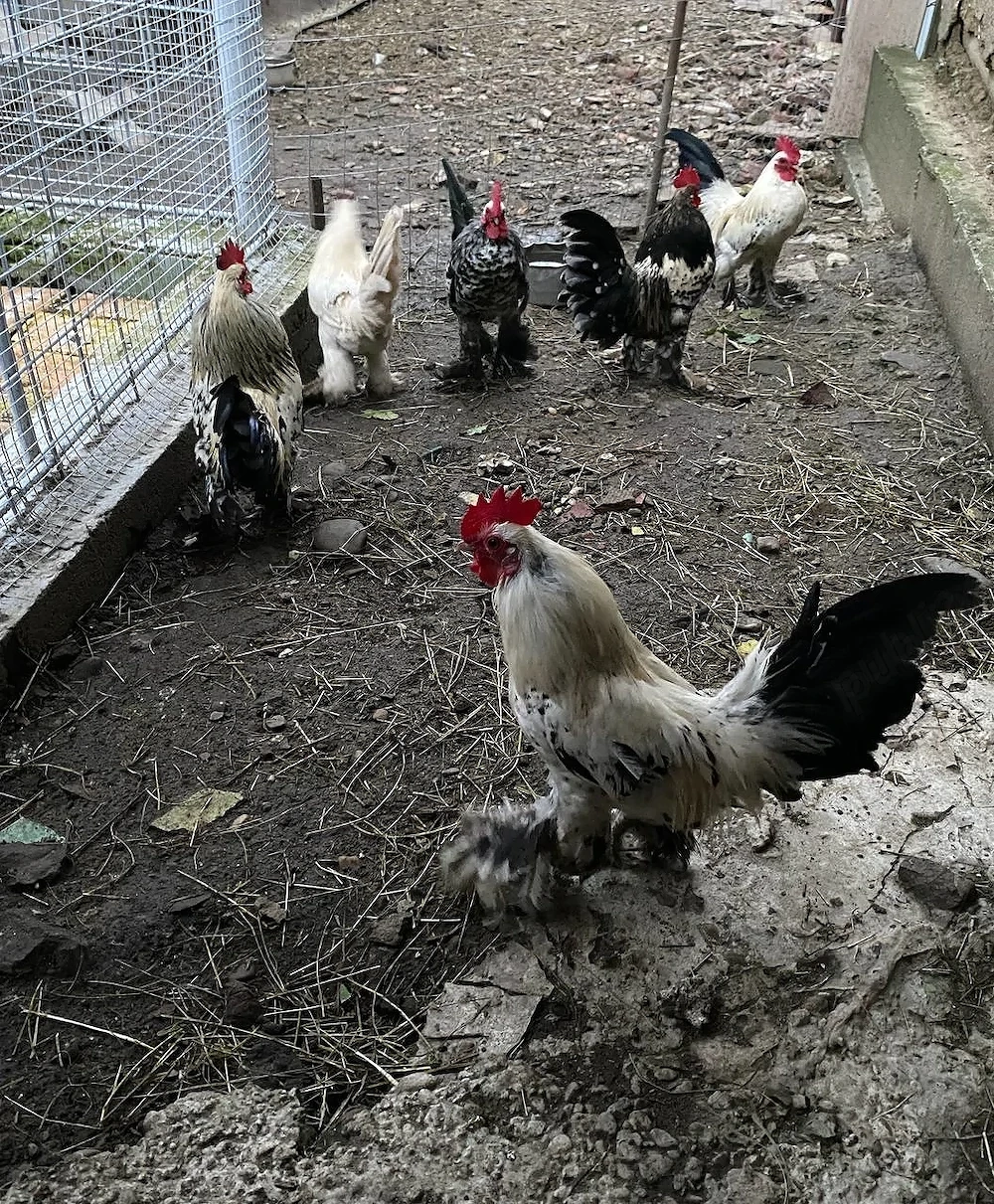 Vând cocoși Mii de Flori