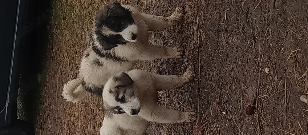 Căței ciobănești 