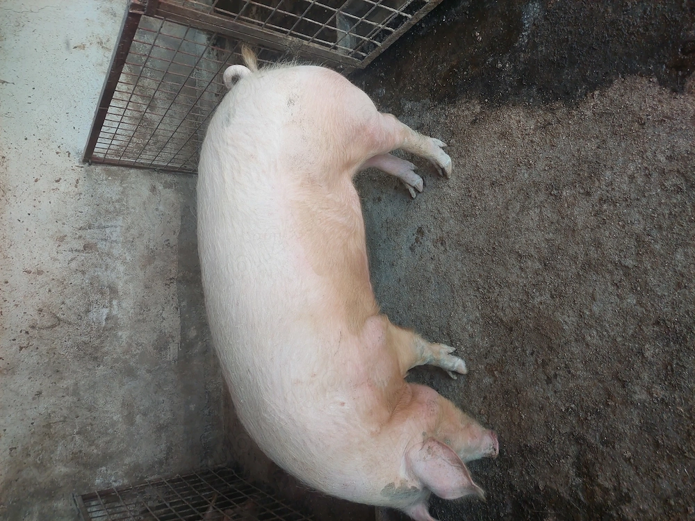 vind porci grași rasa duroc