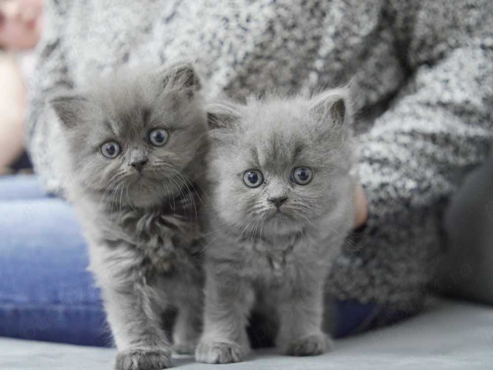 Pisici British Longhair 