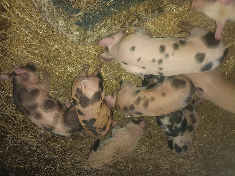 Purcei Duroc X PETRAN