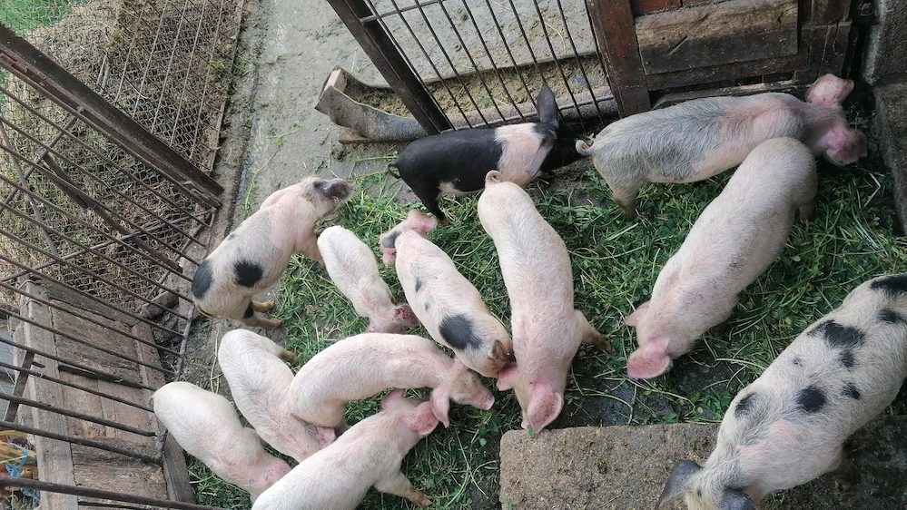 De vânzare 7 purcei(8 săptămâni )la Cornereva 