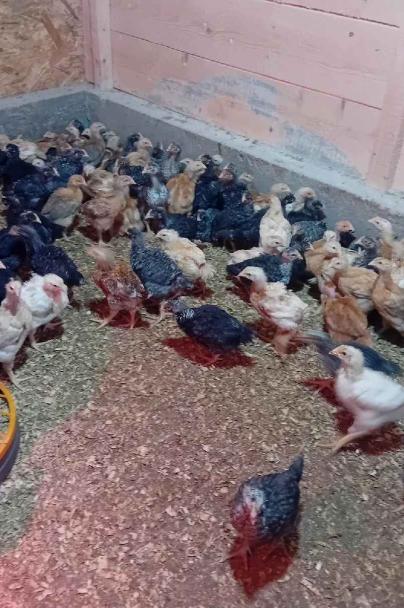 pui rasa mixta si pui de carne