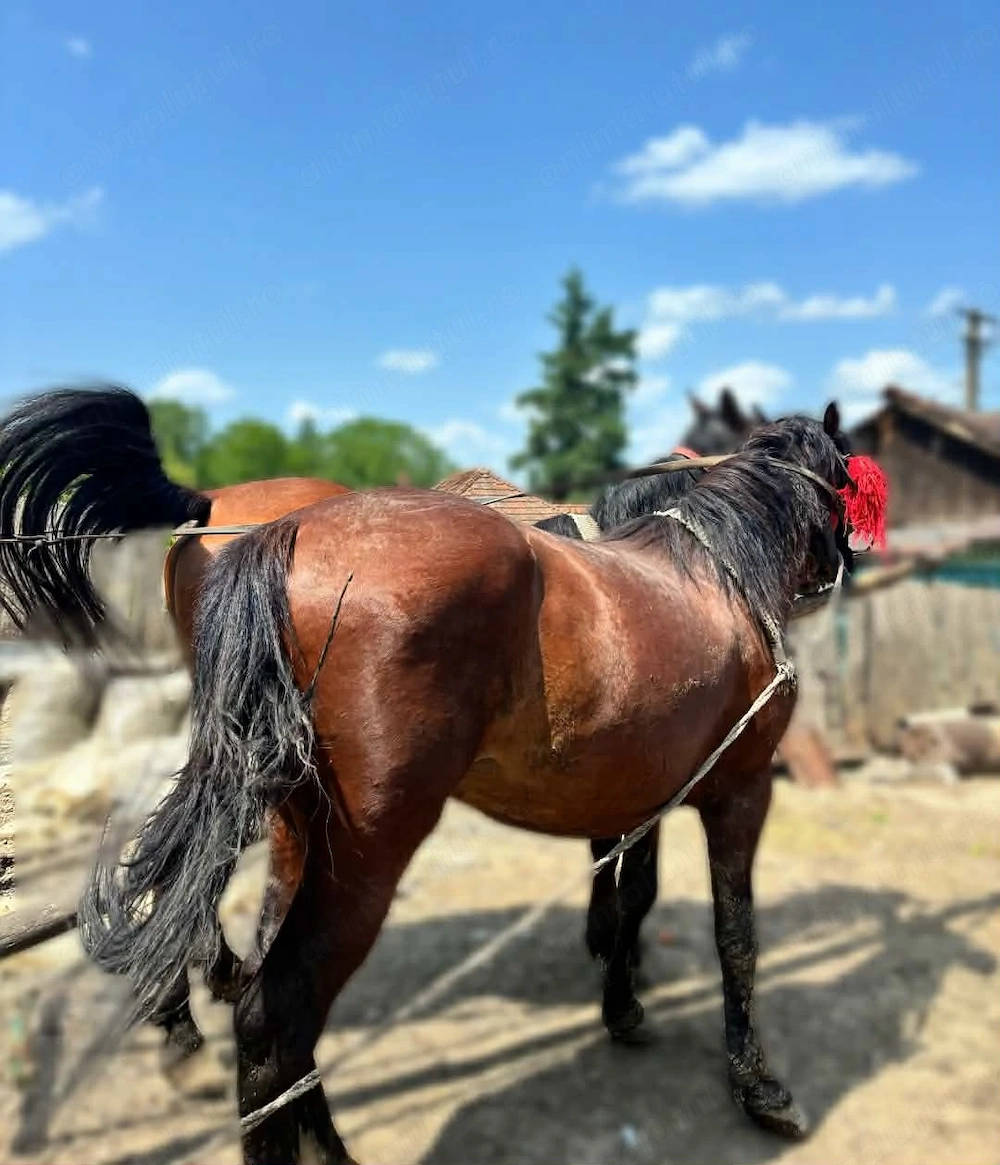 Vând 3 cai. O iapă, un armăsar și un mânz 