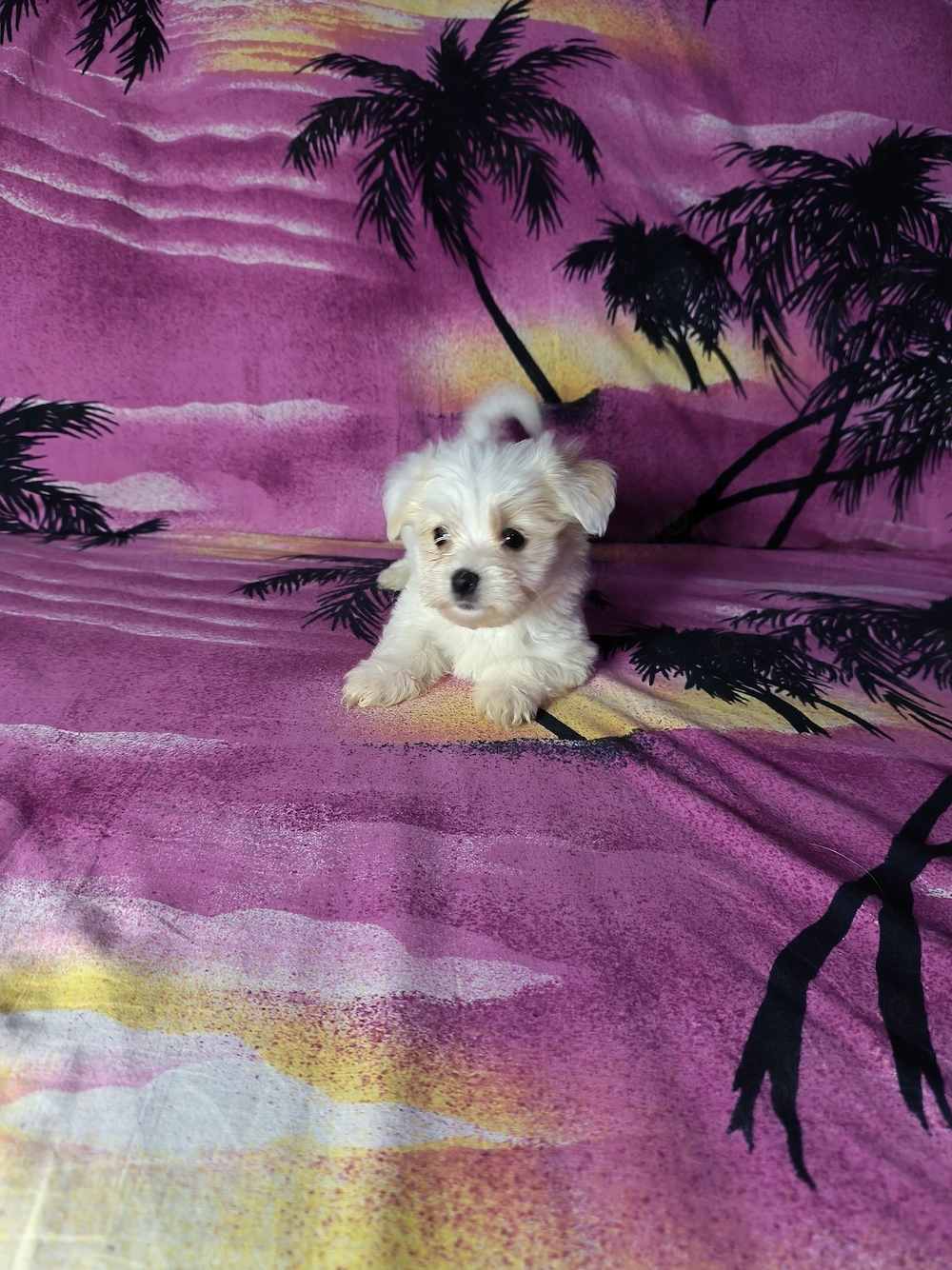 Pui Bichon Maltez cu carnet de sănătate 