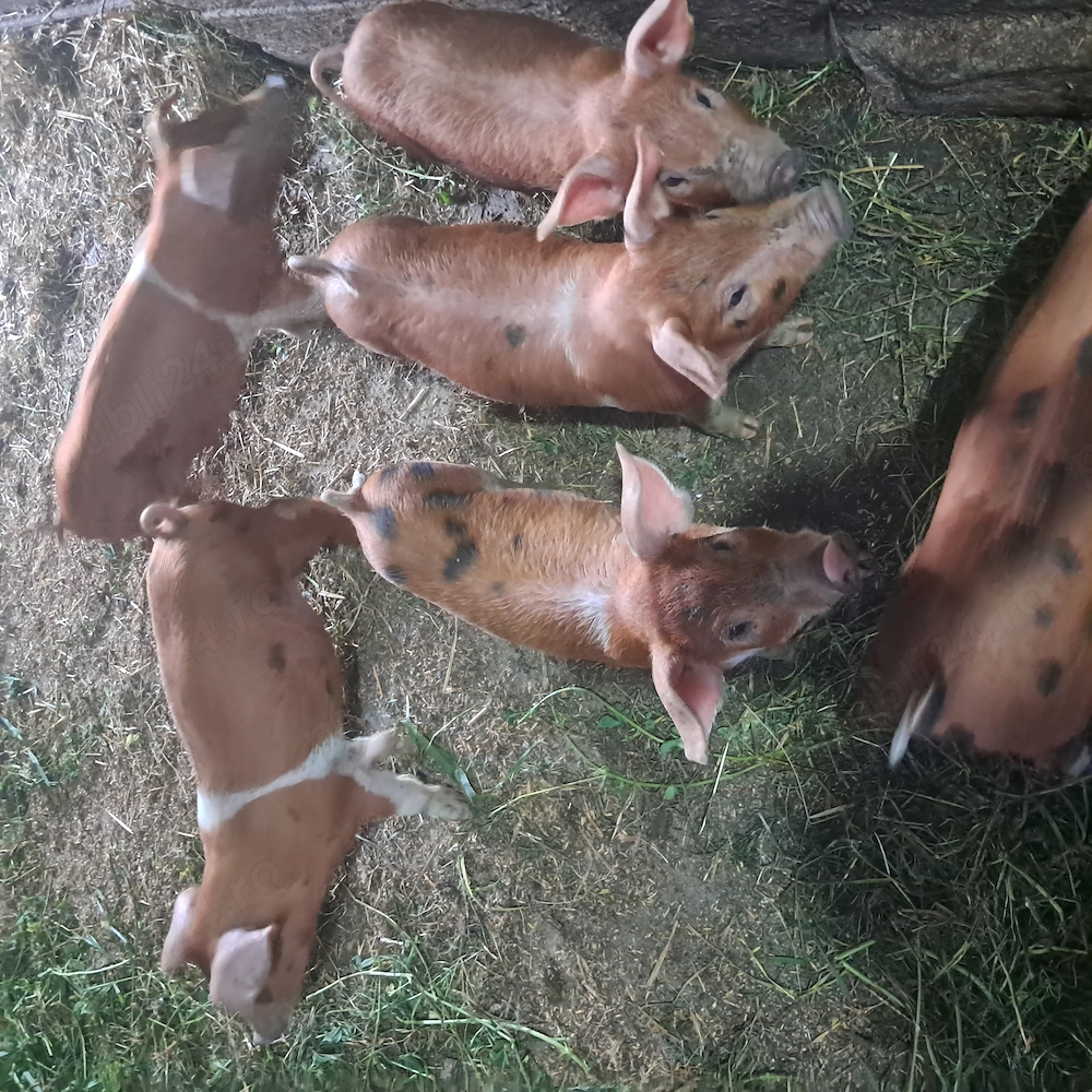 purcei 8 săptămâni detali la nr   