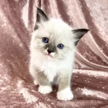 Ragdoll Baiat si Fata 