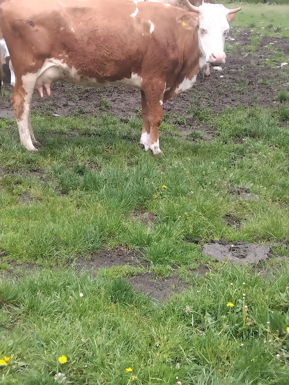 vand vaca cu vitel